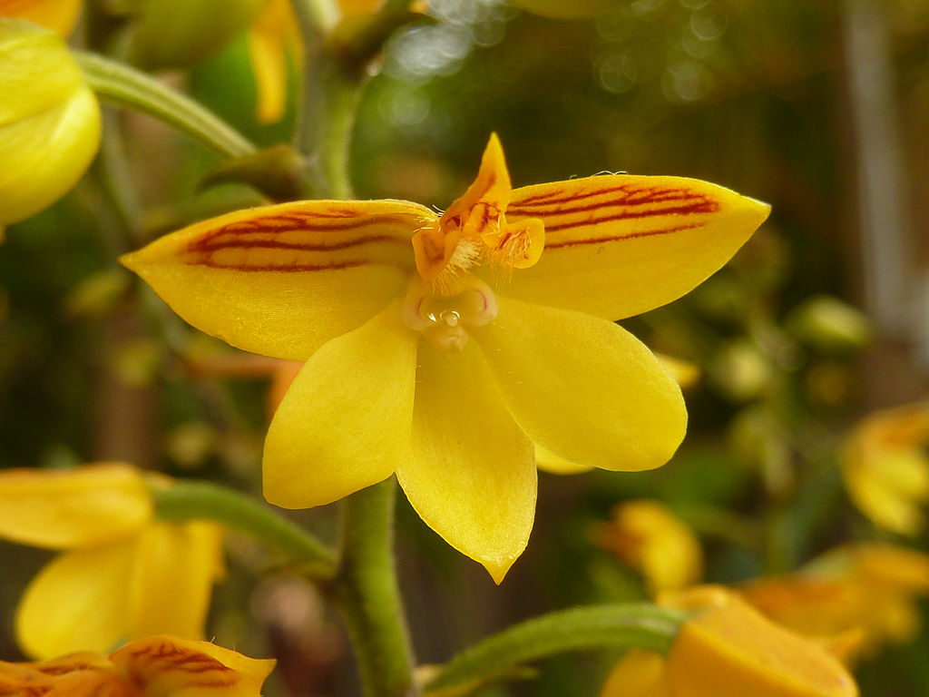 Polystachya pubescens (The Fine-Haired Polystachya) Fragrant