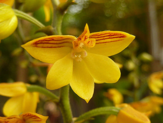 Polystachya pubescens (The Fine-Haired Polystachya) Fragrant