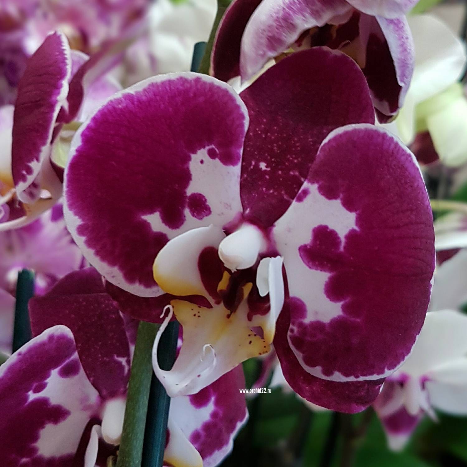 Phalaenopsis Modulation (Healthy in 50mm pot) Main image