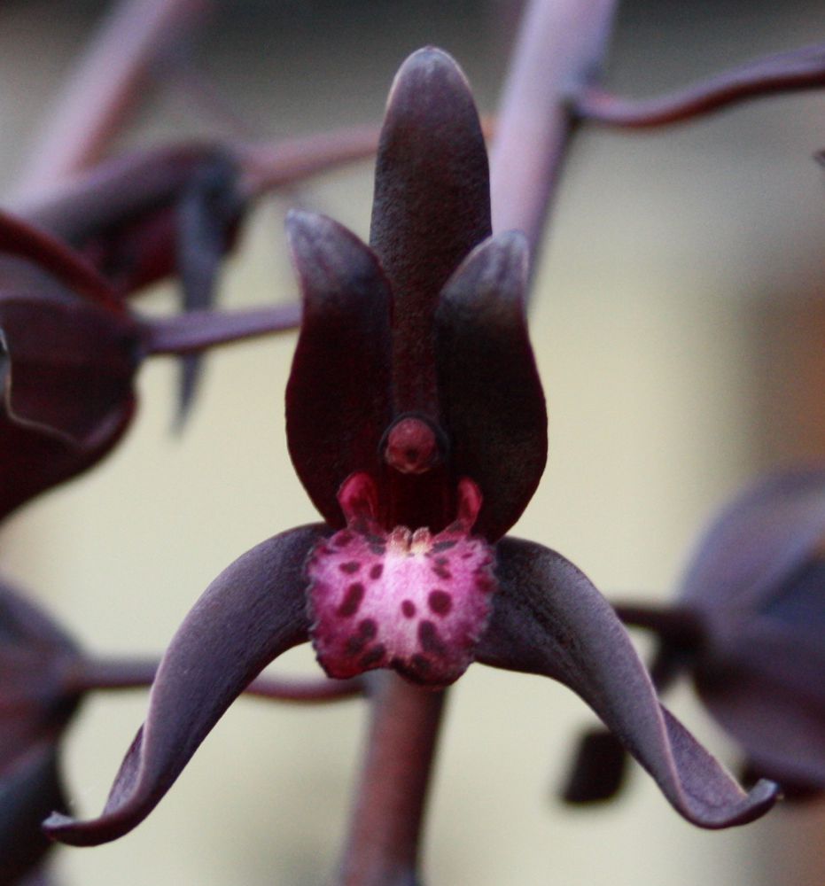 Cymbidium Aussie Midnight Secondary image