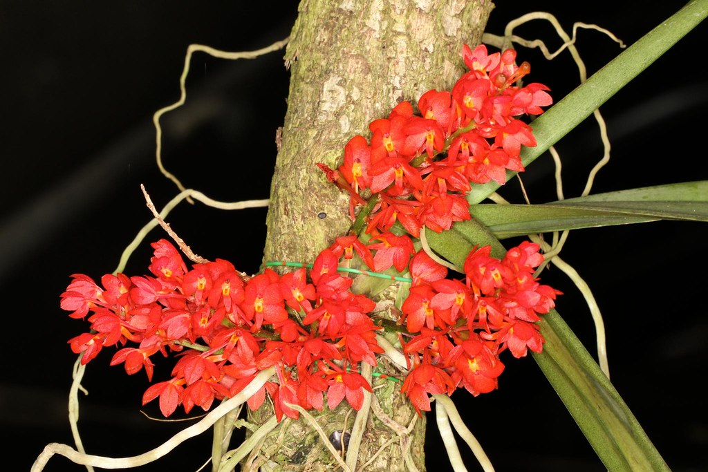 Ascocentrum ampullaceum (Red x Purple)