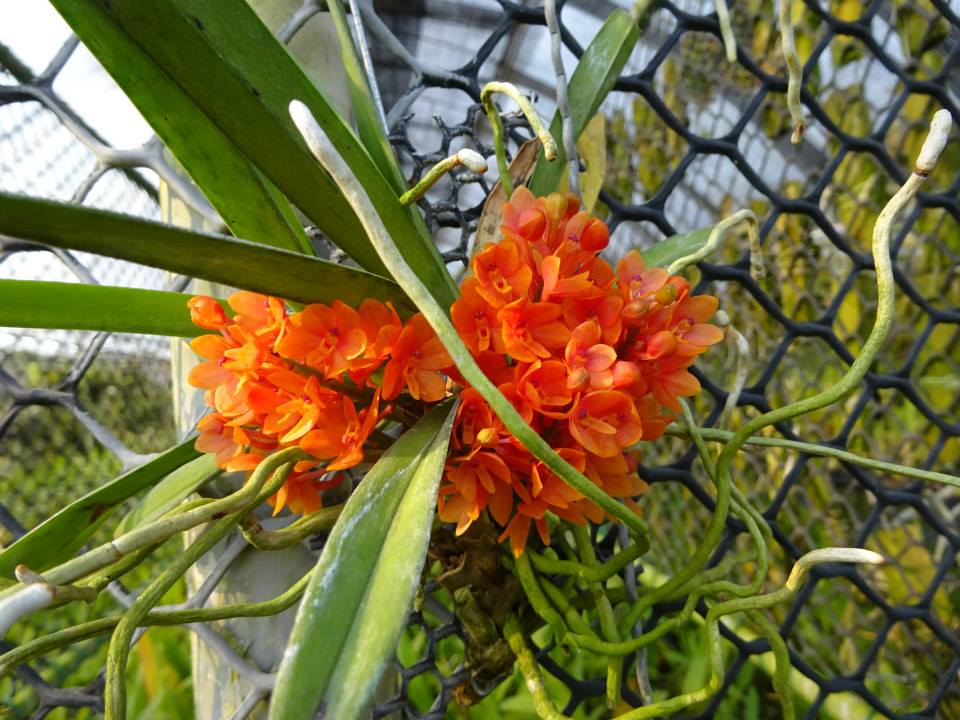 Ascocentrum ampullaceum (Orange Form)