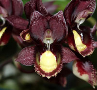 (In Spikes Now) Catasetum Portagee Star 'BLS' HCC/AOS X Ctsm. Chuck Taylor 'SVO' Secondary image