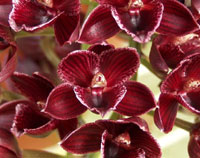 Fredclarkea (FDK.) Desert Tenor
