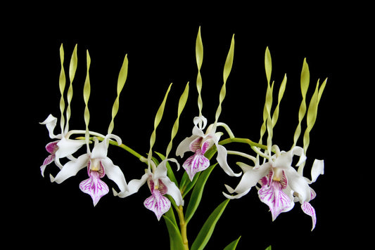 Dendrobium antennatum (Antelope Orchid)