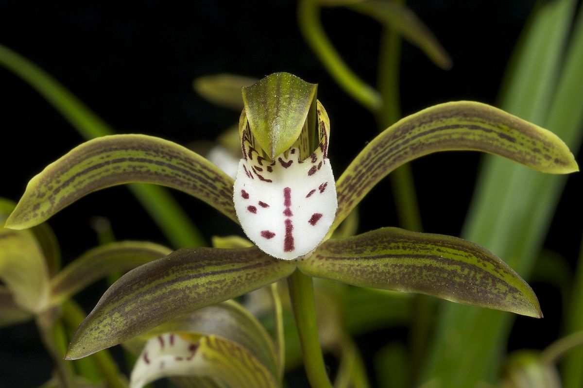 Cymbidium Erythraeum Paradise X Cym. Vanguard 'Mas Beauty' 2N +O Secondary image