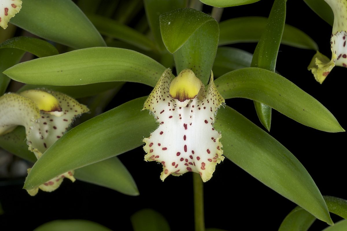 Cym. Edward Marshall Mali X Cym. Hookerainum Wendy