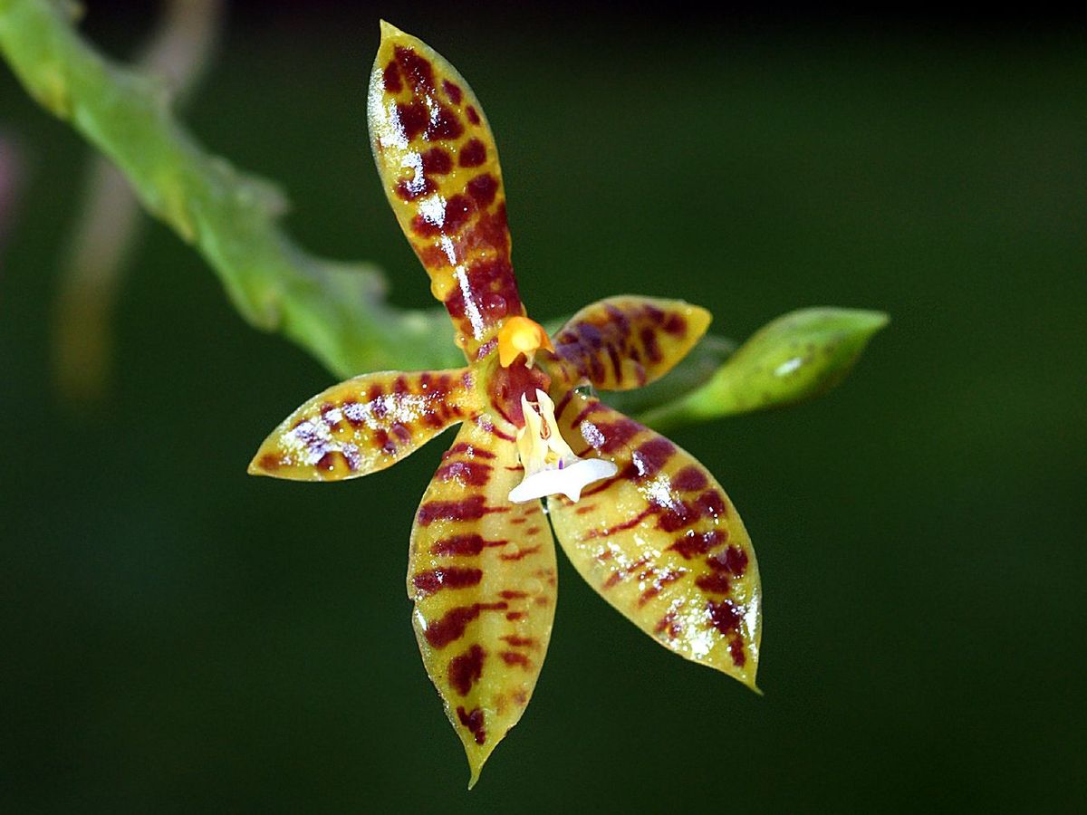 Phalaenopsis cornu-cervi (Mounted Species)