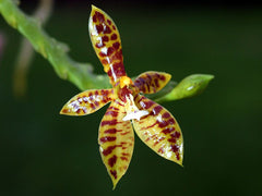 Phalaenopsis cornu-cervi (Mounted Species)