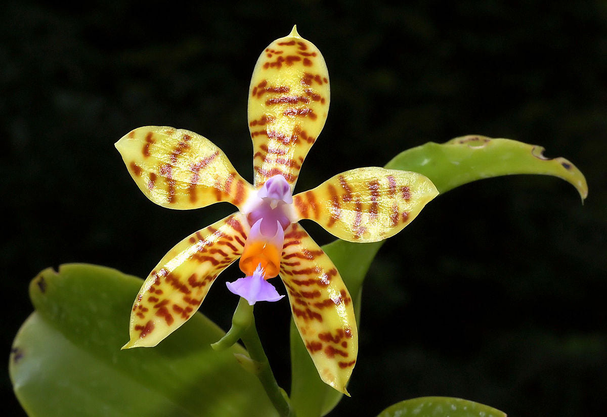 Phalaenopsis fasciata (Species from Philippines) Main image
