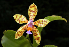 Phalaenopsis fasciata (Species from Philippines)