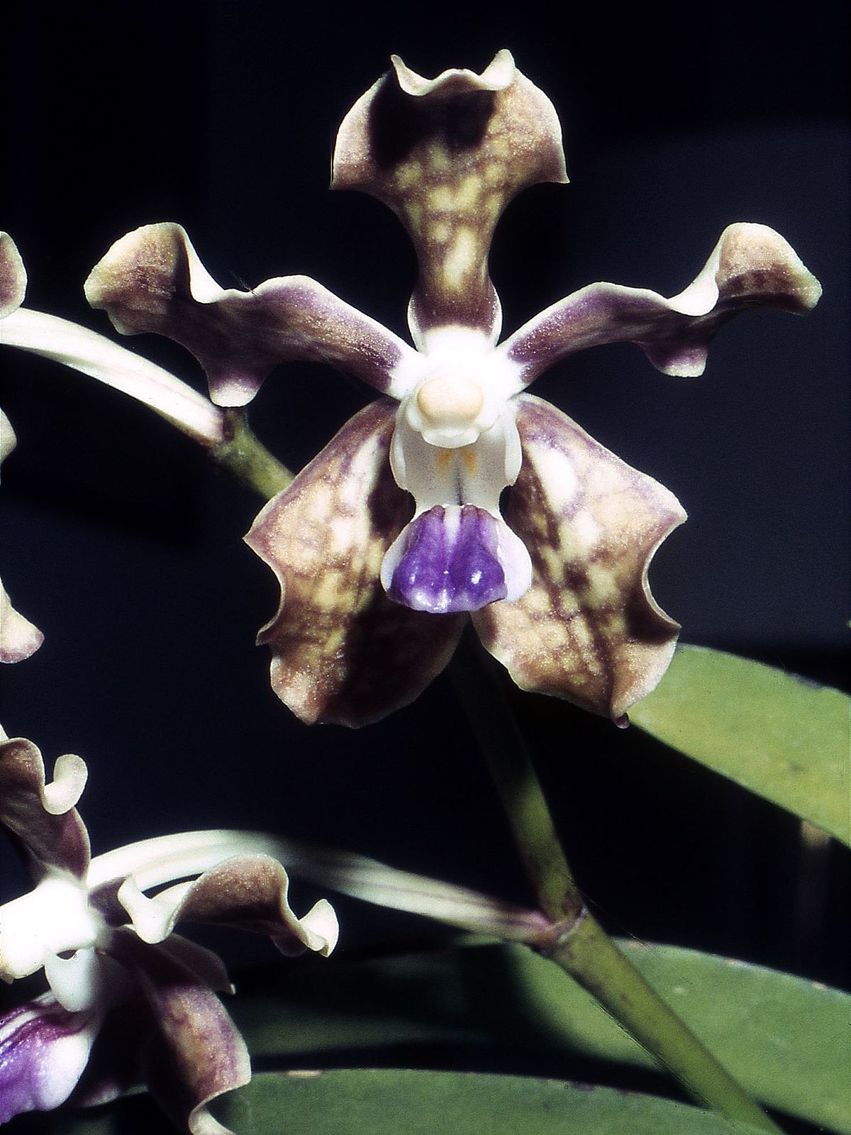 Vanda Mungkud X Tessellata X Mimi Palmer (In Spike Now)