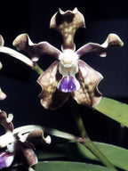 Vanda Mungkud X Tessellata X Mimi Palmer