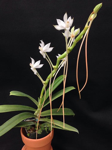 Aerangis Ellisii Species From Madagascar