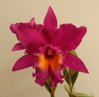 Sunset Colour Chart 'Red Rose'