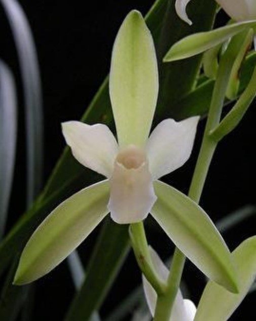TOP - Cymbidium ensifolium 'Chun Tao' (Variegated Species)