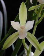 TOP - Cymbidium ensifolium 'Chun Tao' (Variegated Species)