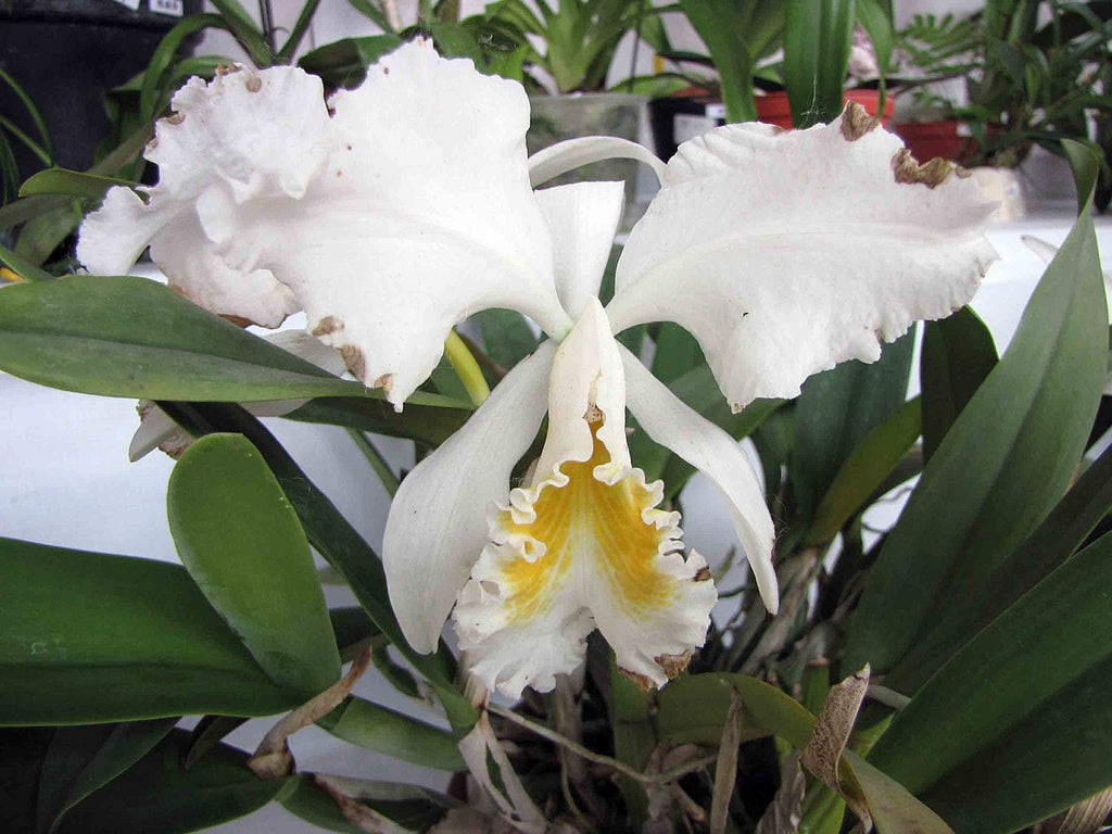 TOP - Cattleya mossiae fma. alba (Species)