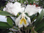 TOP - Cattleya mossiae fma. alba (Species)