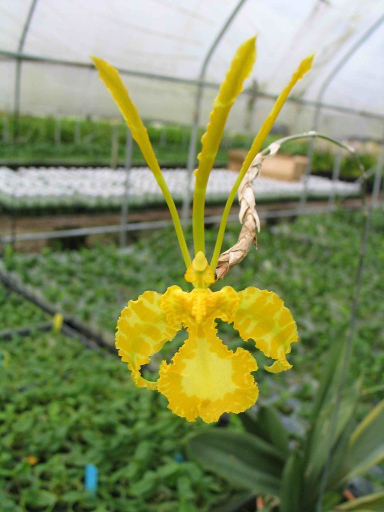 Psychopsis Mariposa f. alba (RARE FLASK) Main image