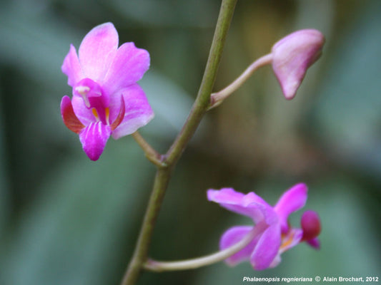 Doritis Regnieriana