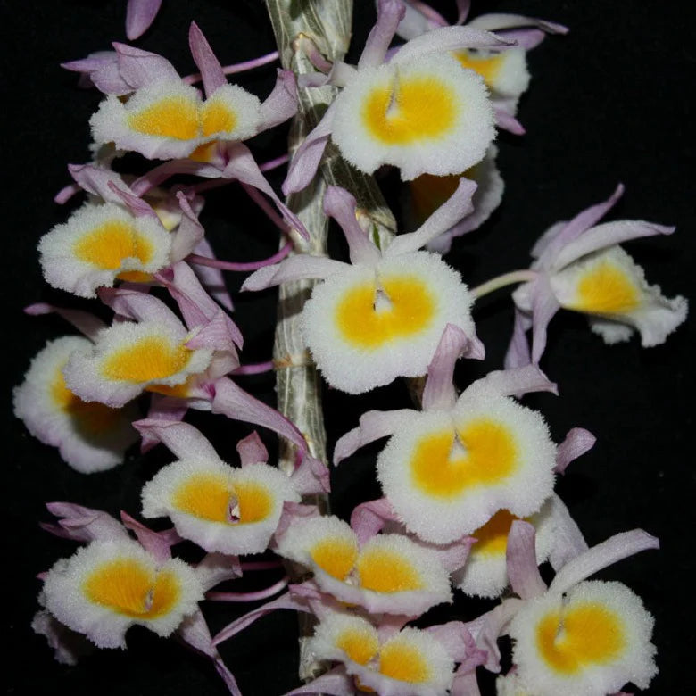 Dendrobium primulinum (Fragrant Species) Main image