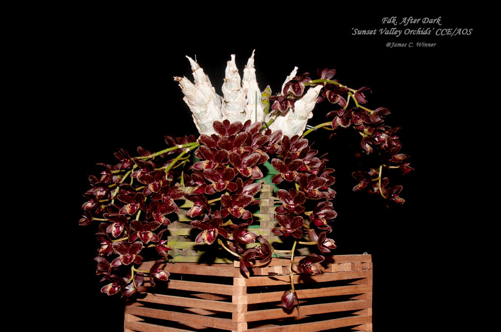 Catasetum Fdk. After Dark 'Sunset Valley'