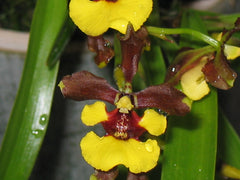 Oncidium Croesus (Fragrant Species From Brazil)