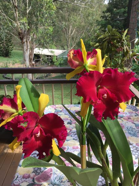 Blc. Dora Louise Capen 'Clifton Two Tone' (Fragrant - Blooming Size) Main image