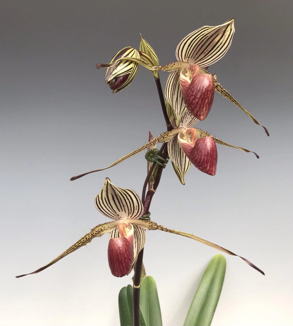 Paph. Lady Rothschild x Paph. Rothschildianum Red King x Paph. Lady Isabel