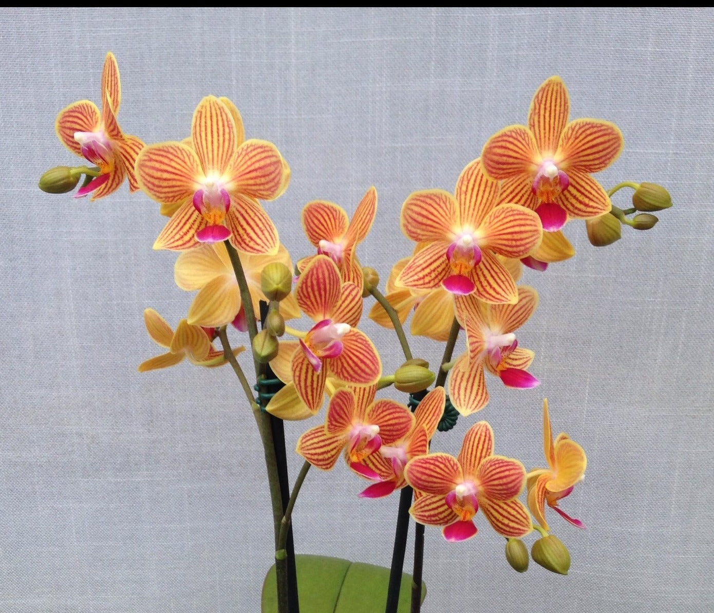 Phalaenopsis Chingruey's Goldstaff (peloric) RARE Main image