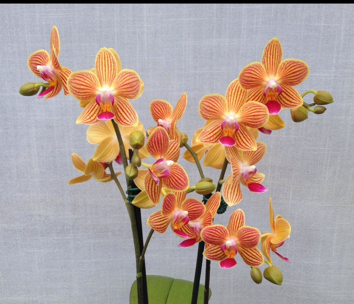 Phalaenopsis Chingruey's Goldstaff (peloric) RARE