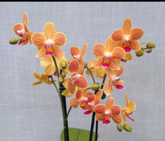 Phalaenopsis Chingruey's Goldstaff (peloric) RARE