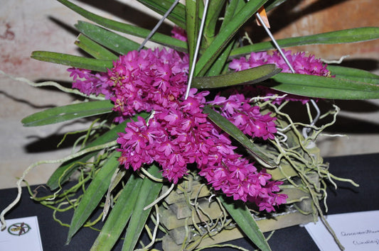 Ascocentrum ampullaceum (Red x Purple)