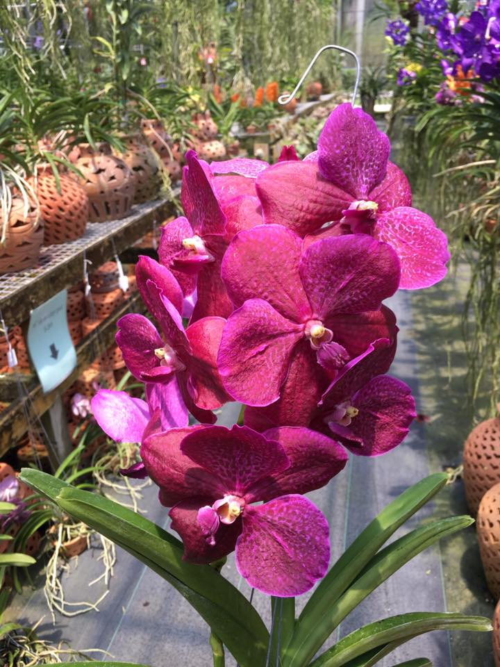 Vanda Lumpini Red x Dr. Anek (FLOWERING SIZE)