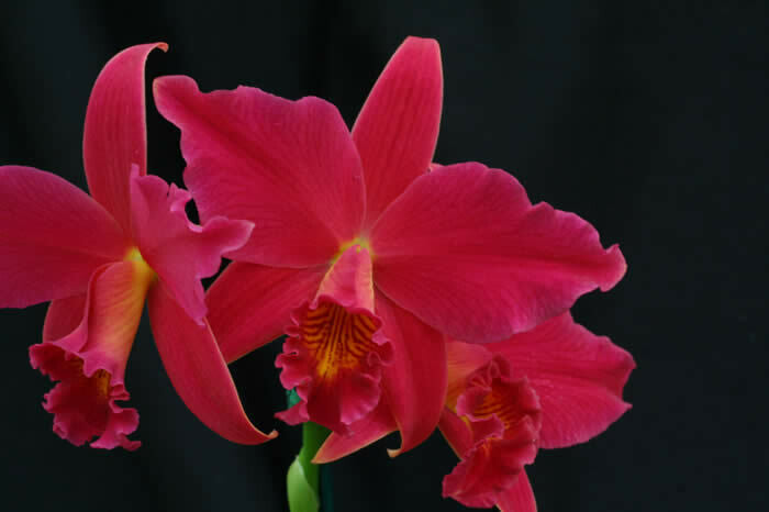 Laeliocattleya Hsin Buu Lady ( Fragrant ) Main image