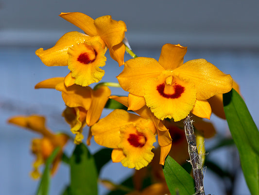 Dendrobium denneanum (RARE Chinese Species)