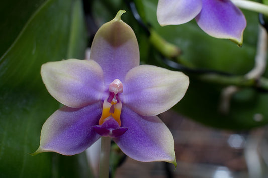 Phalaenopsis Samera coerulea (Phal. bellina coerulea x Phal. violacea indigo) FRAGRANT