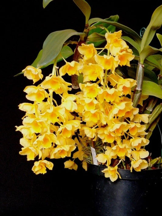 Dendrobium griffithianum (Species)