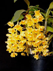 Pack of 4 Indian Dendrobiums (SPECIAL!!!)