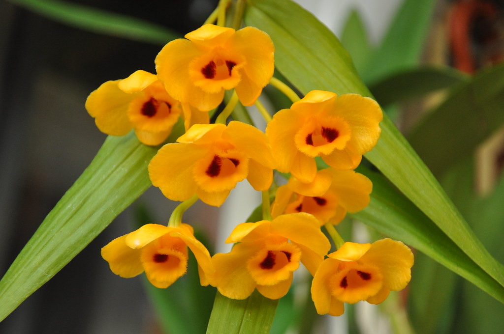 Dendrobium Chrysanthum (Fragrant Species) Main image