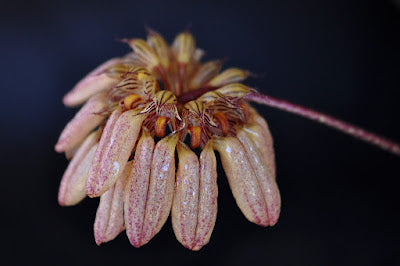 Bulbophyllum sikkimensis