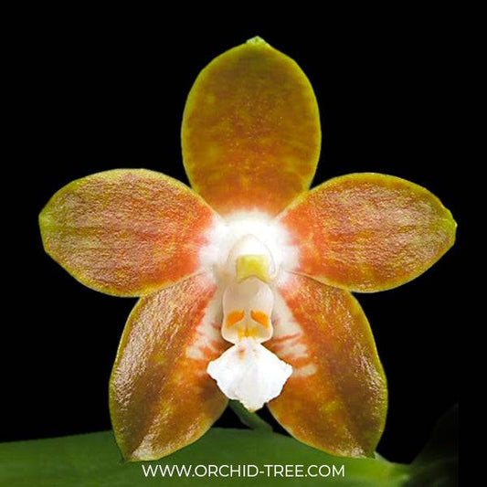 Phalaenopsis venosa 'Bronze' x venosa 'Mahogany' (Beautiful Hybrid)