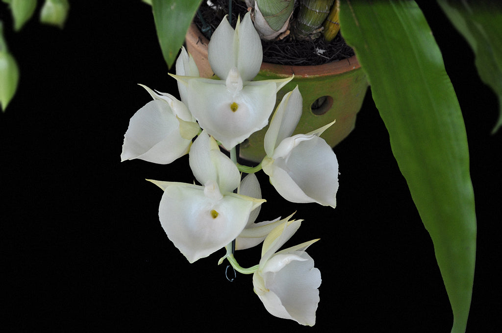 TOP - Catasetum pileatum var. alba (Fragrant Species) Main image