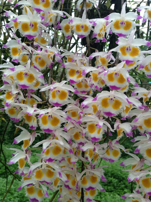 Dendrobium devonianum (ORCHID SPECIES FLASK)