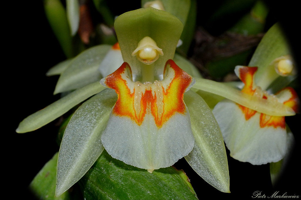 Coelogyne assamica (Species) Main image