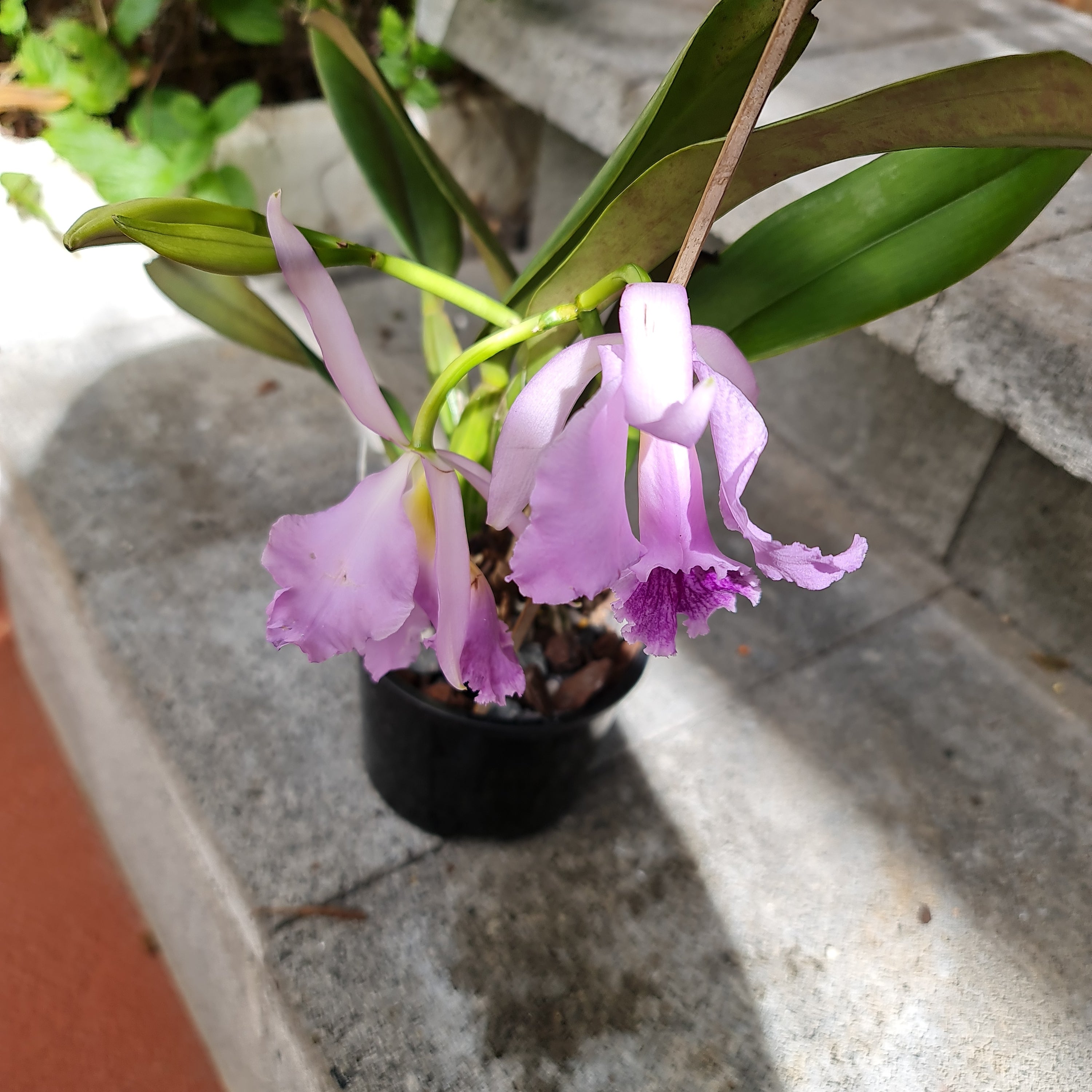 (Highly Fragrant) Cattleya Jenmanii  Coerulea (Species From Brazil)