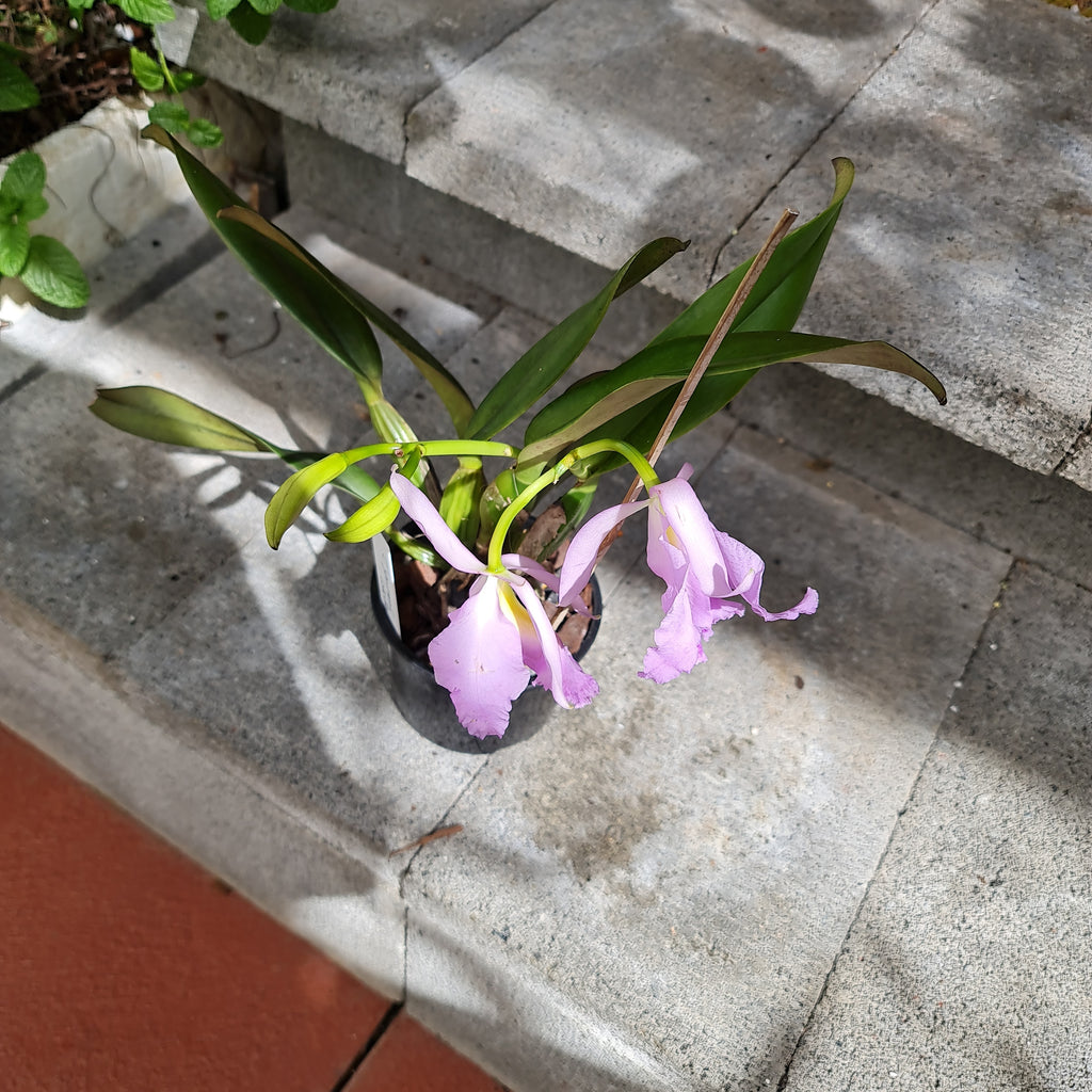 (Highly Fragrant) Cattleya Jenmanii  Coerulea (Species From Brazil)