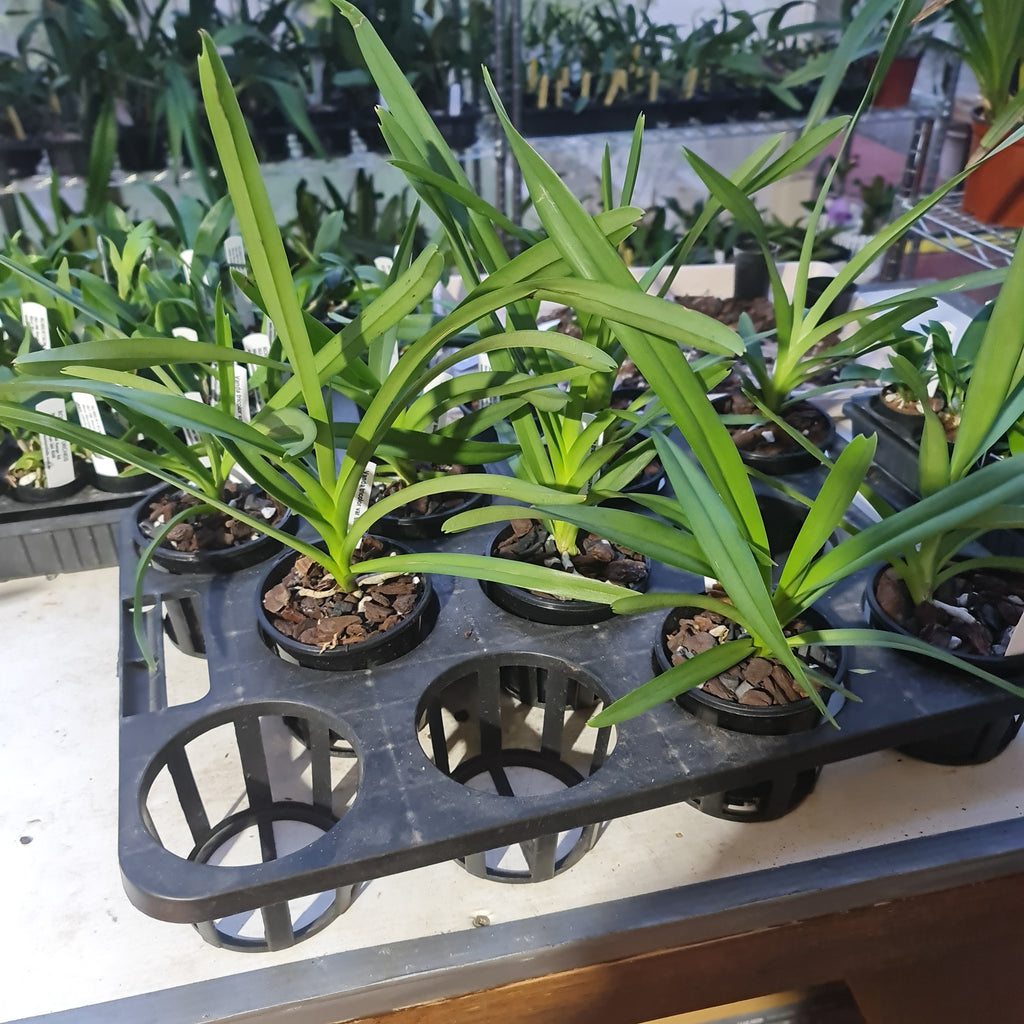 Very Fragrant Vanda Tricolor Var. Suavis