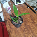 Den. Alexandrae X Den. Pacificum 'First One'